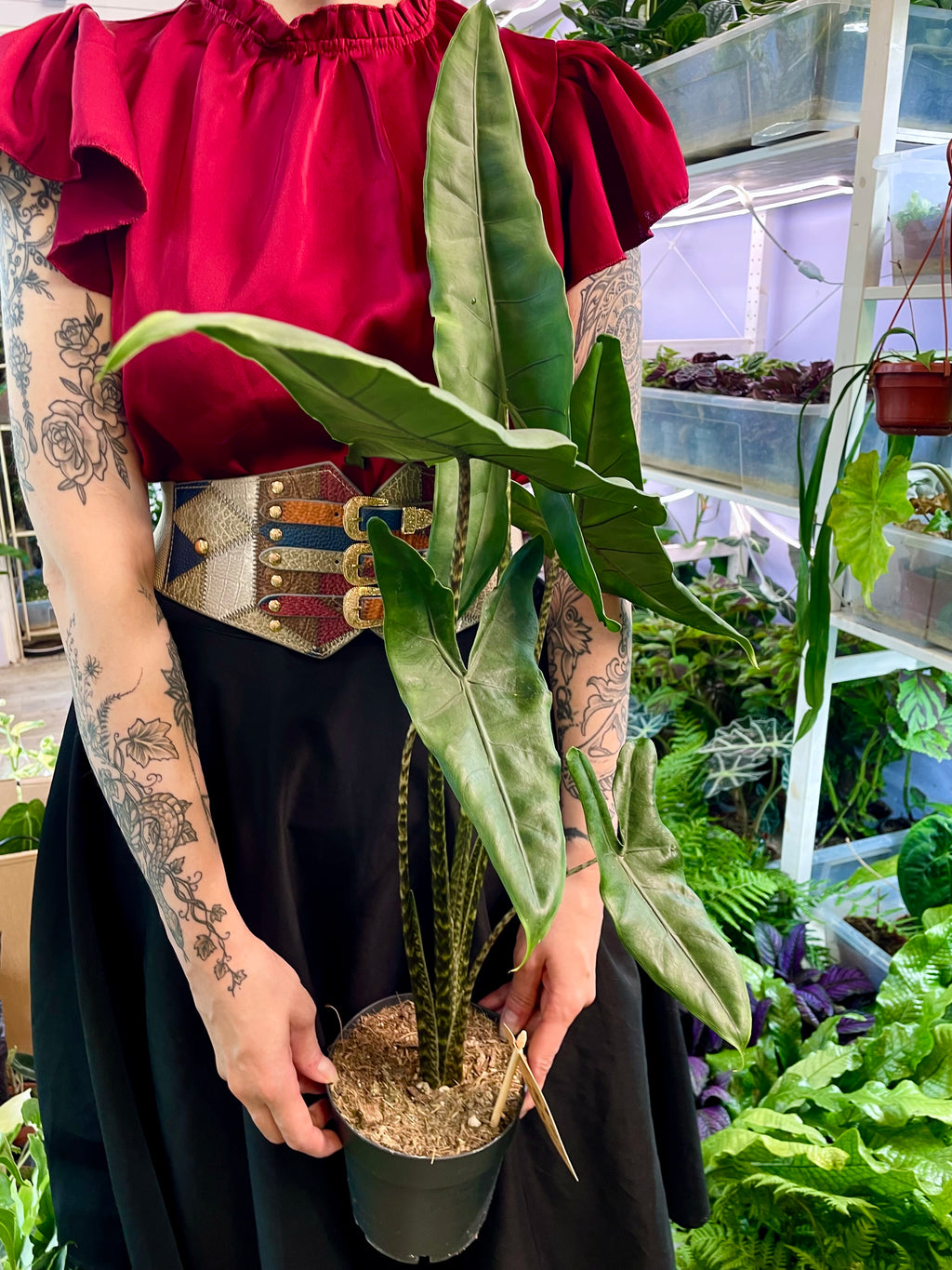 Alocasia Tigrina Superba fi14