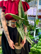 Alocasia Tigrina Superba fi14