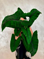 Alocasia Olanii fi8