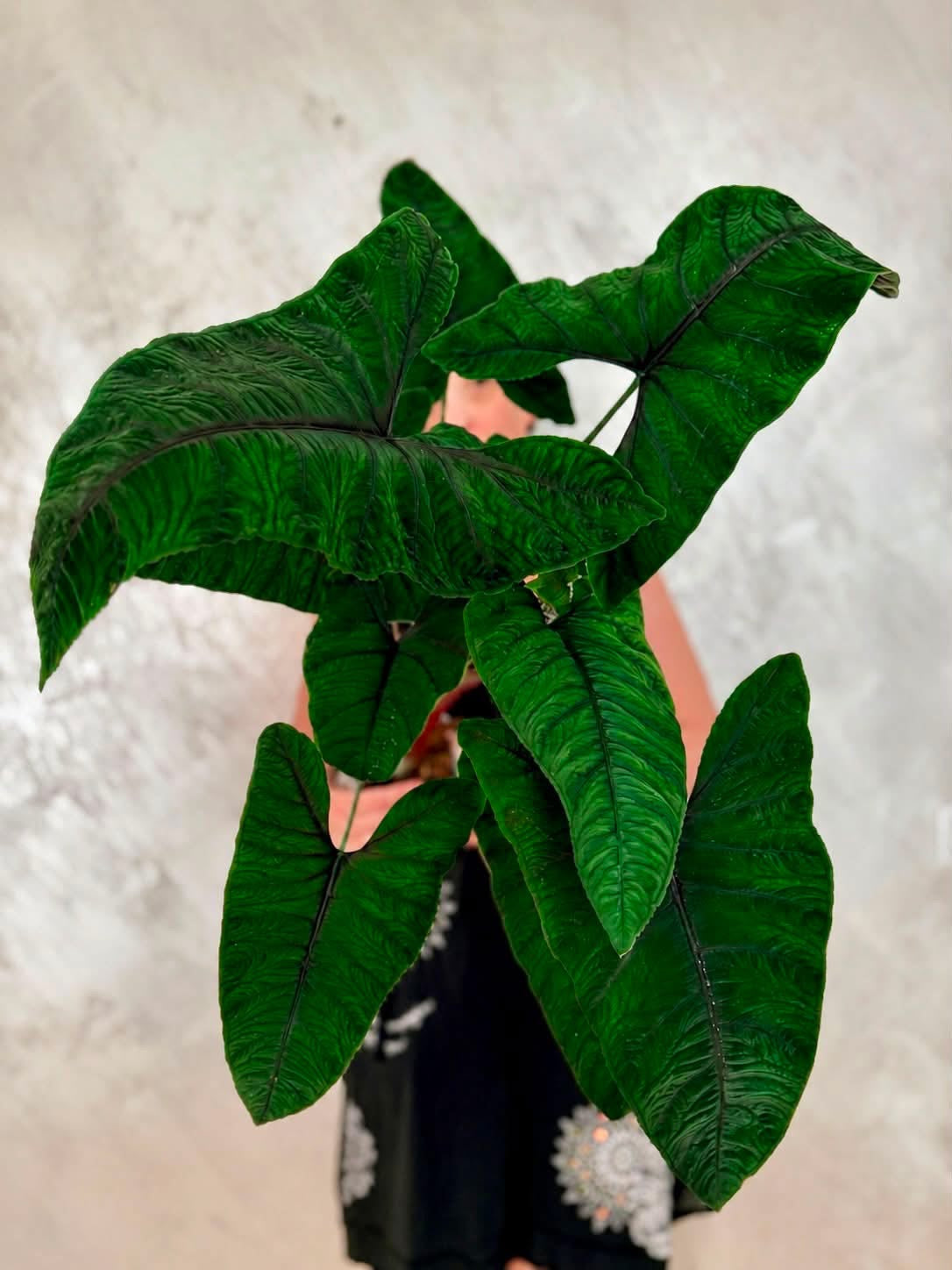 Alocasia Olanii fi8