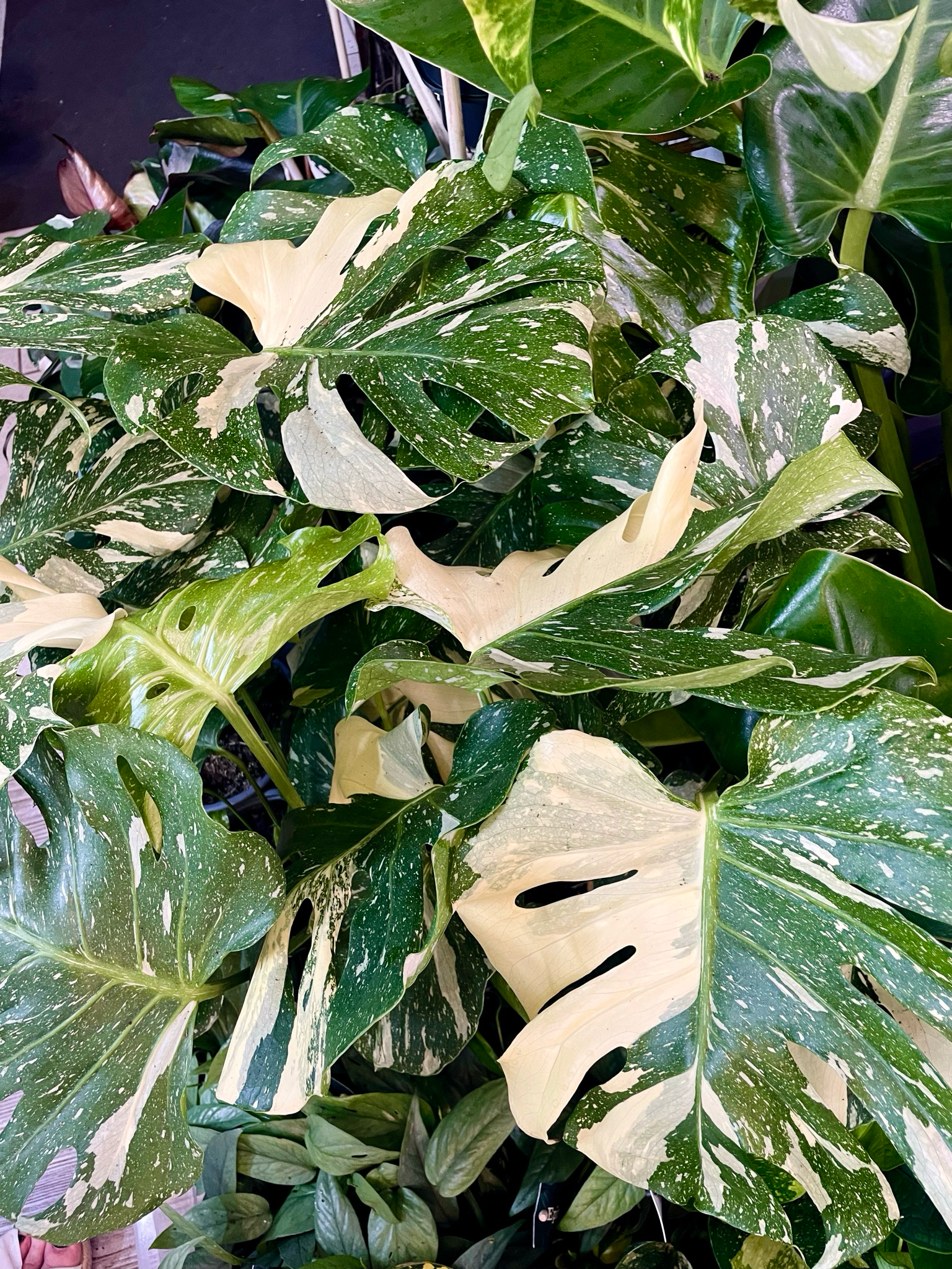 Monstera Thai Constalation fi17