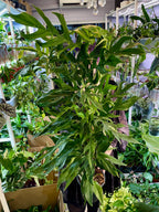 Epipremnum pinnatum Baltic blue kokos pole fi17