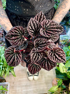 Peperomia Red Luna fi12