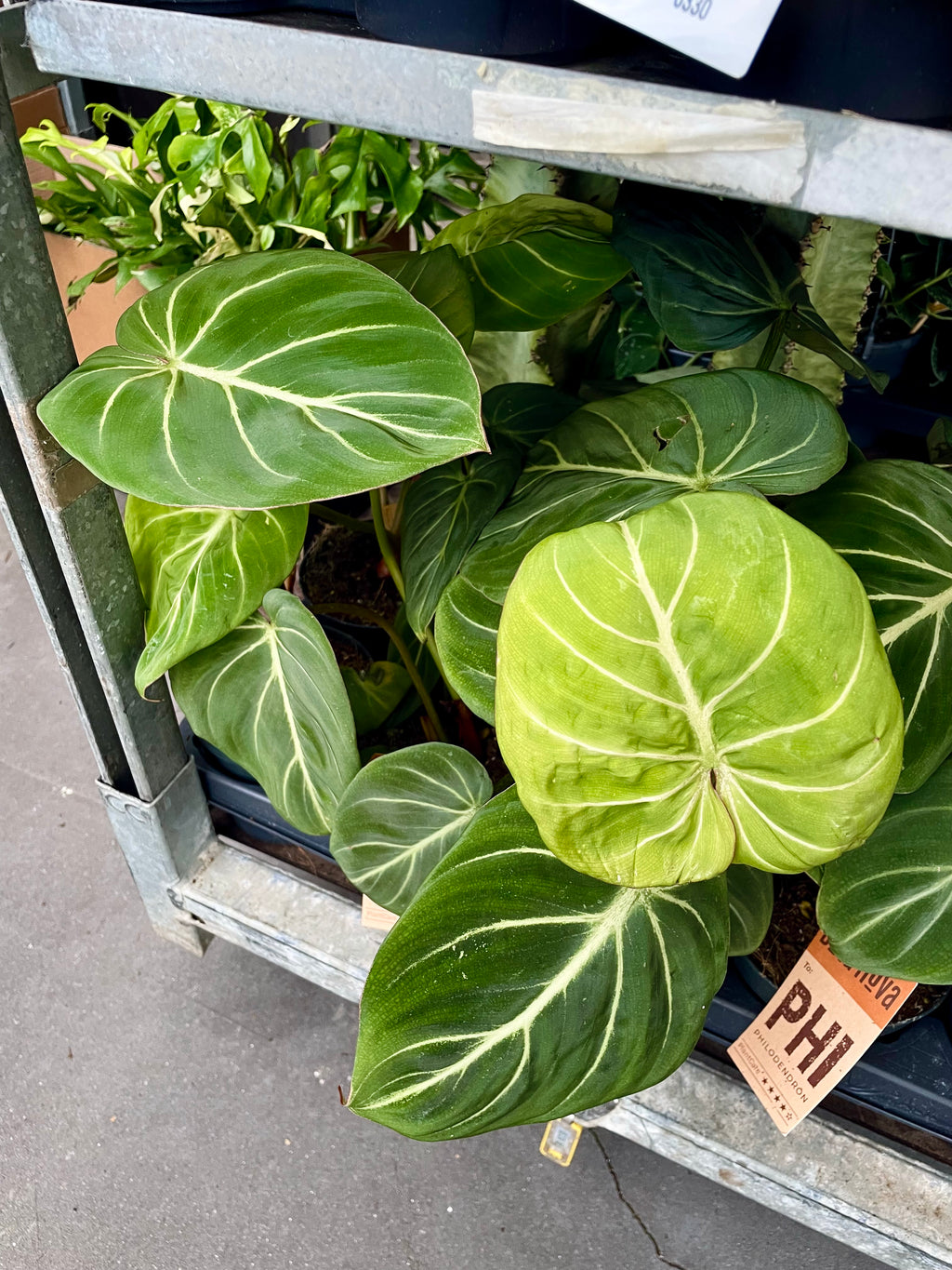 Philodendron Gloriousum Zebra fi12
