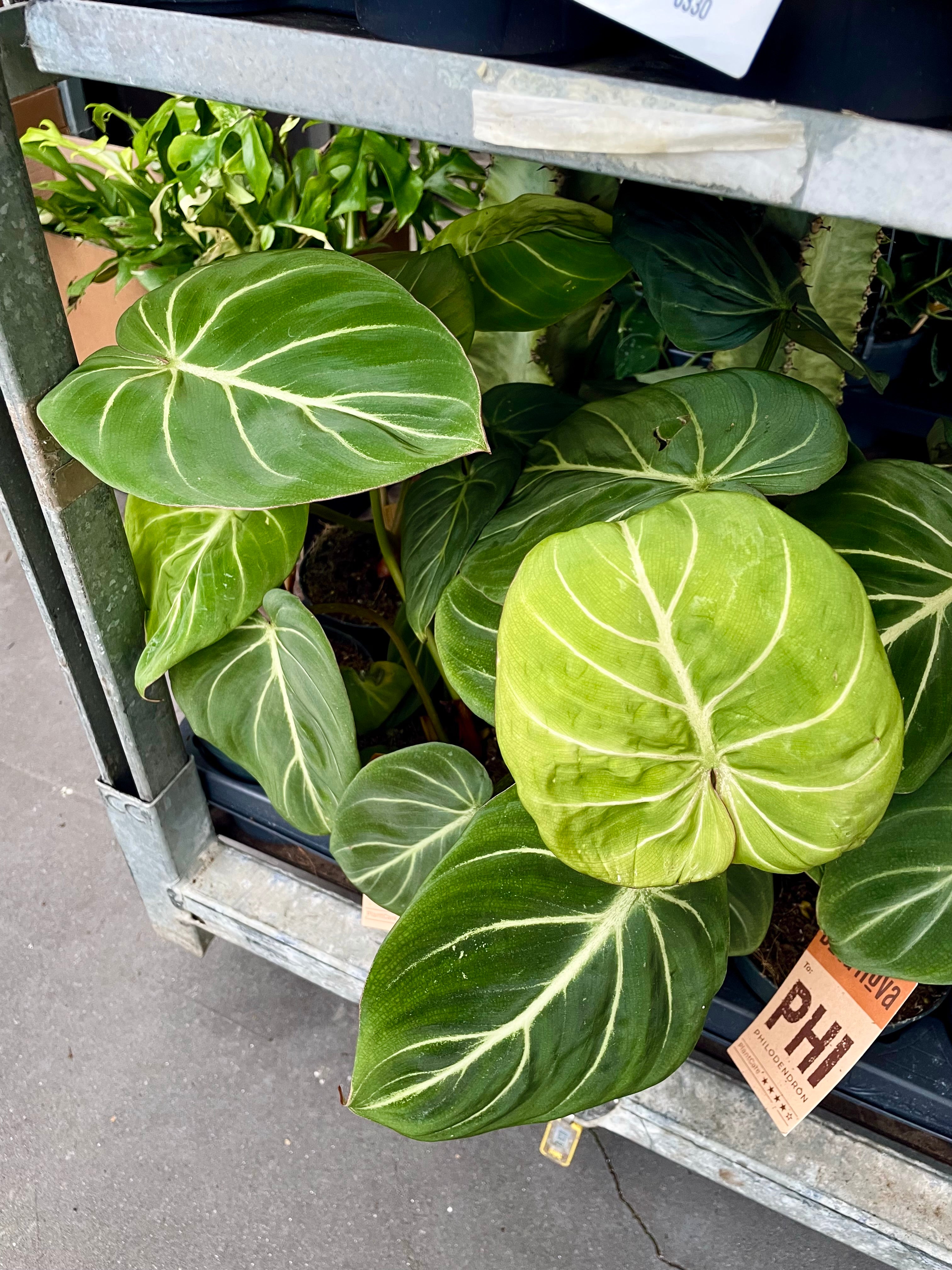 Philodendron Gloriousum Zebra fi12