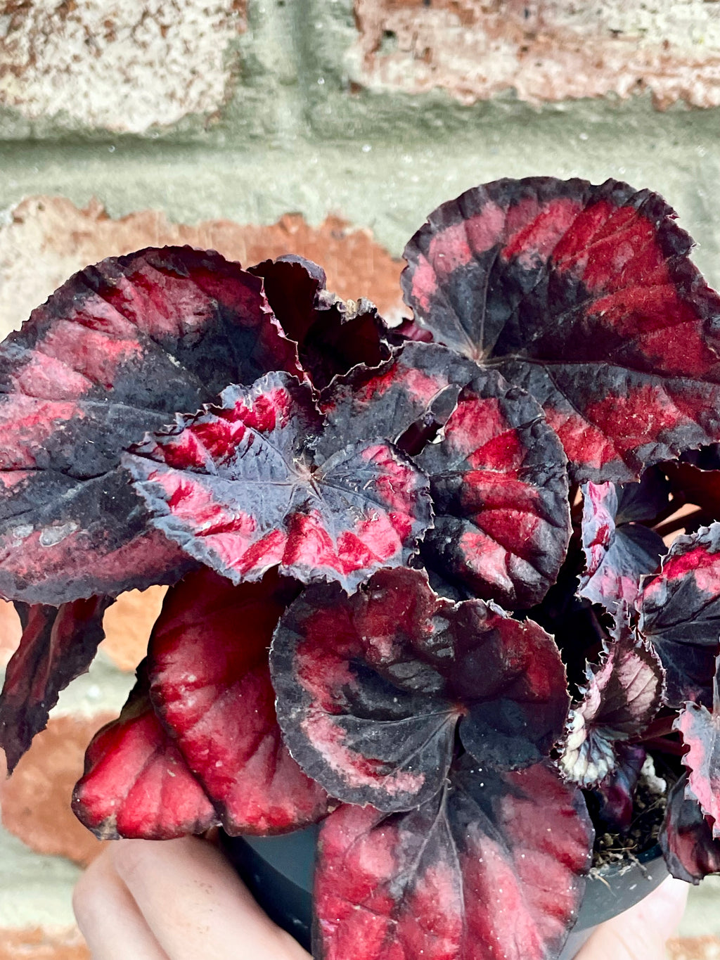 Begonia rex Red Kiss fi13
