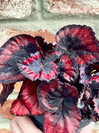 Begonia rex Red Kiss fi13