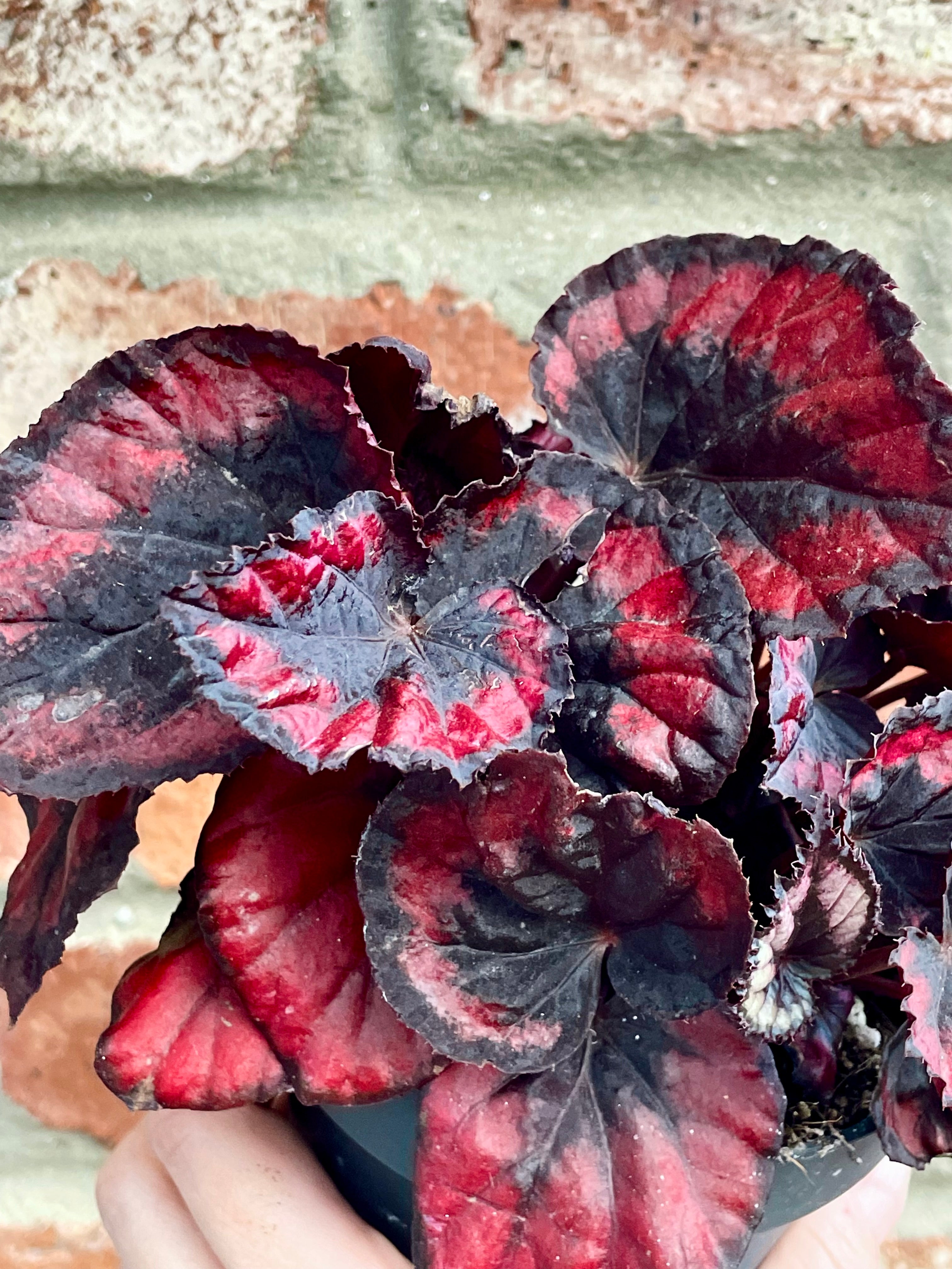 Begonia rex Red Kiss fi13