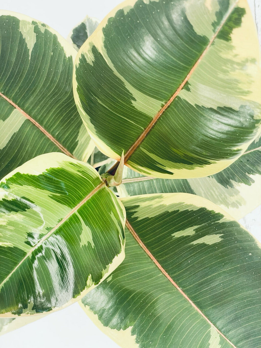 Ficus Elastica Tineke fi17
