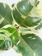 Ficus Elastica Tineke fi17