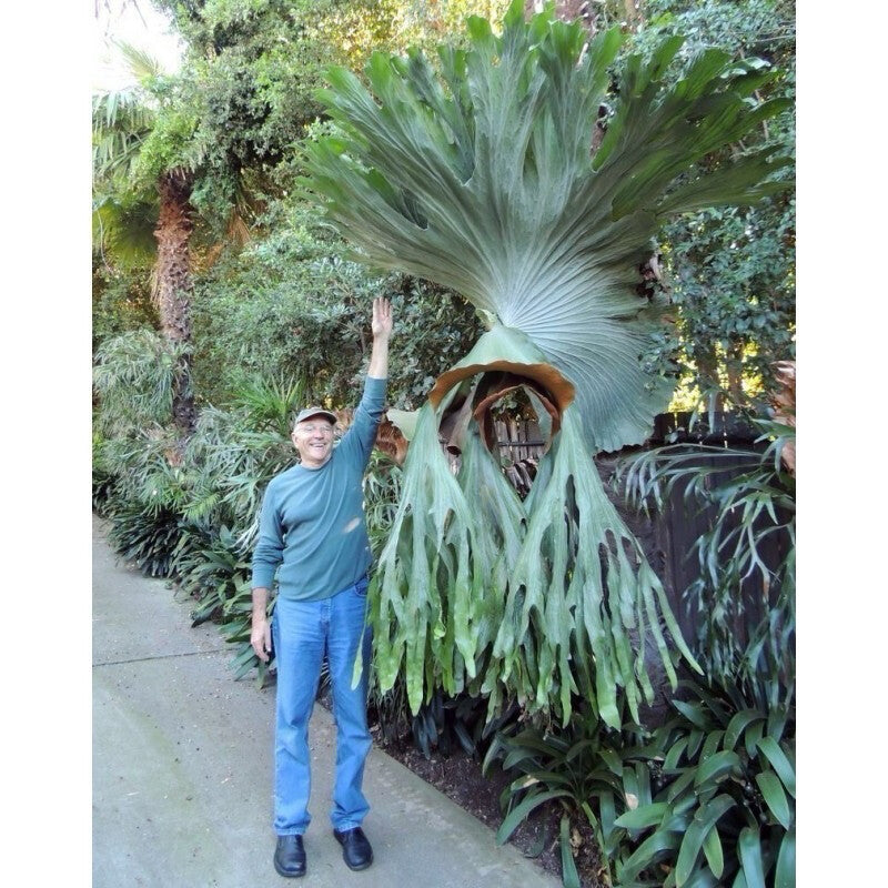 Platycerium Superbum Giant Staghorn Fern (Divovska Rogata Paprat) fi12