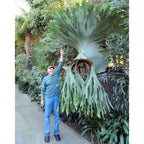 Platycerium Superbum Giant Staghorn Fern (Divovska Rogata Paprat) fi12
