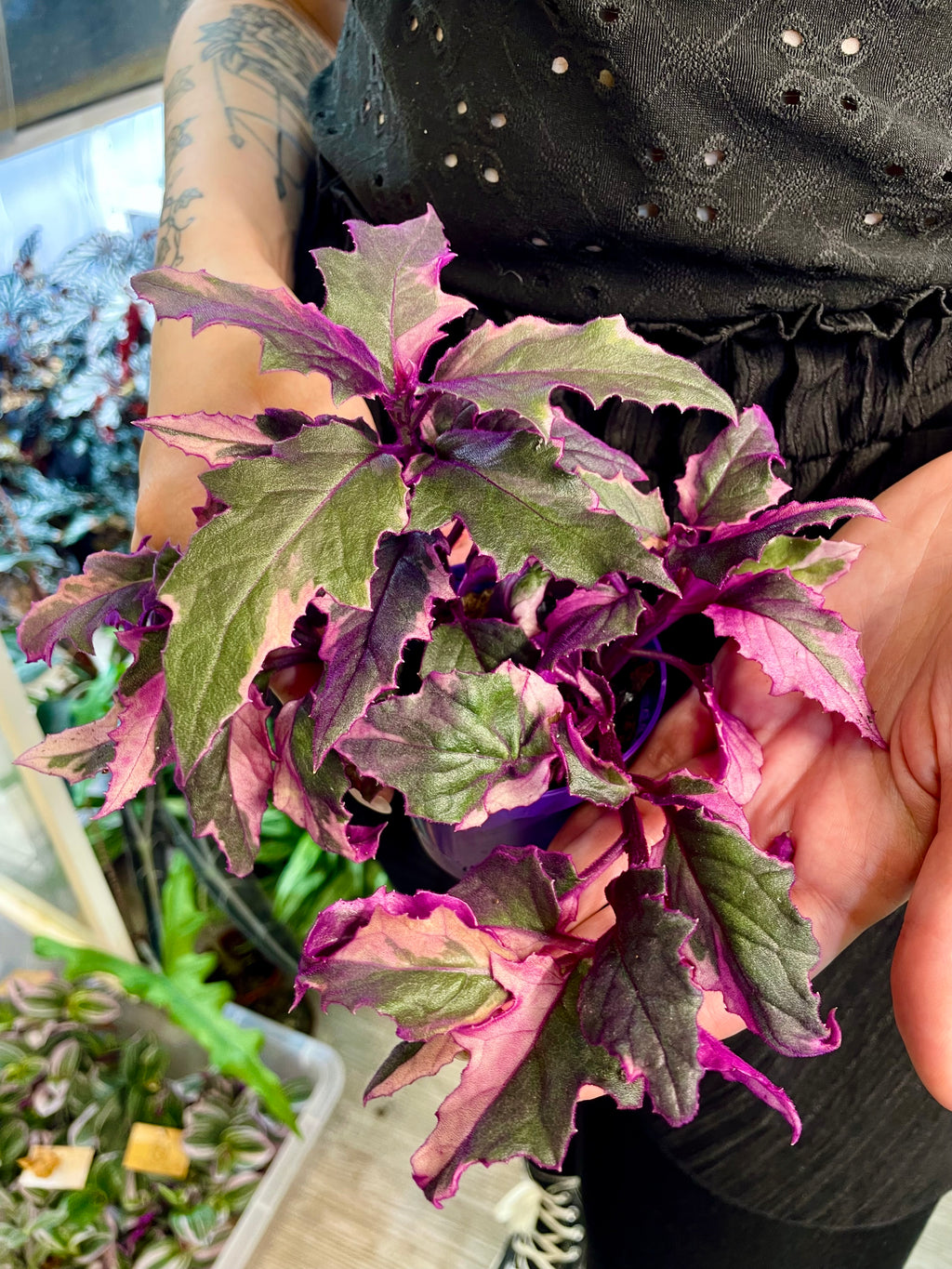 Gynura Purple Passion variegata fi7