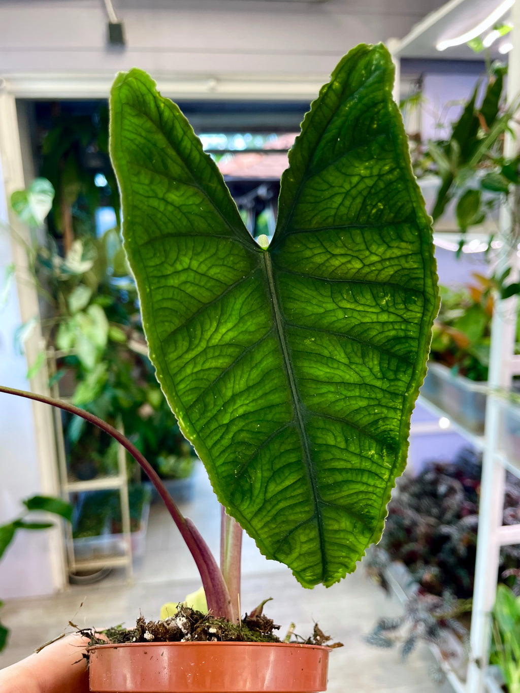 Alocasia Olanii fi8