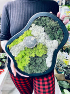 Living picture (stabilized moss/lichen) natural L 36/30cm