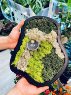 Living picture (stabilized moss/lichen) natural L 36/30cm