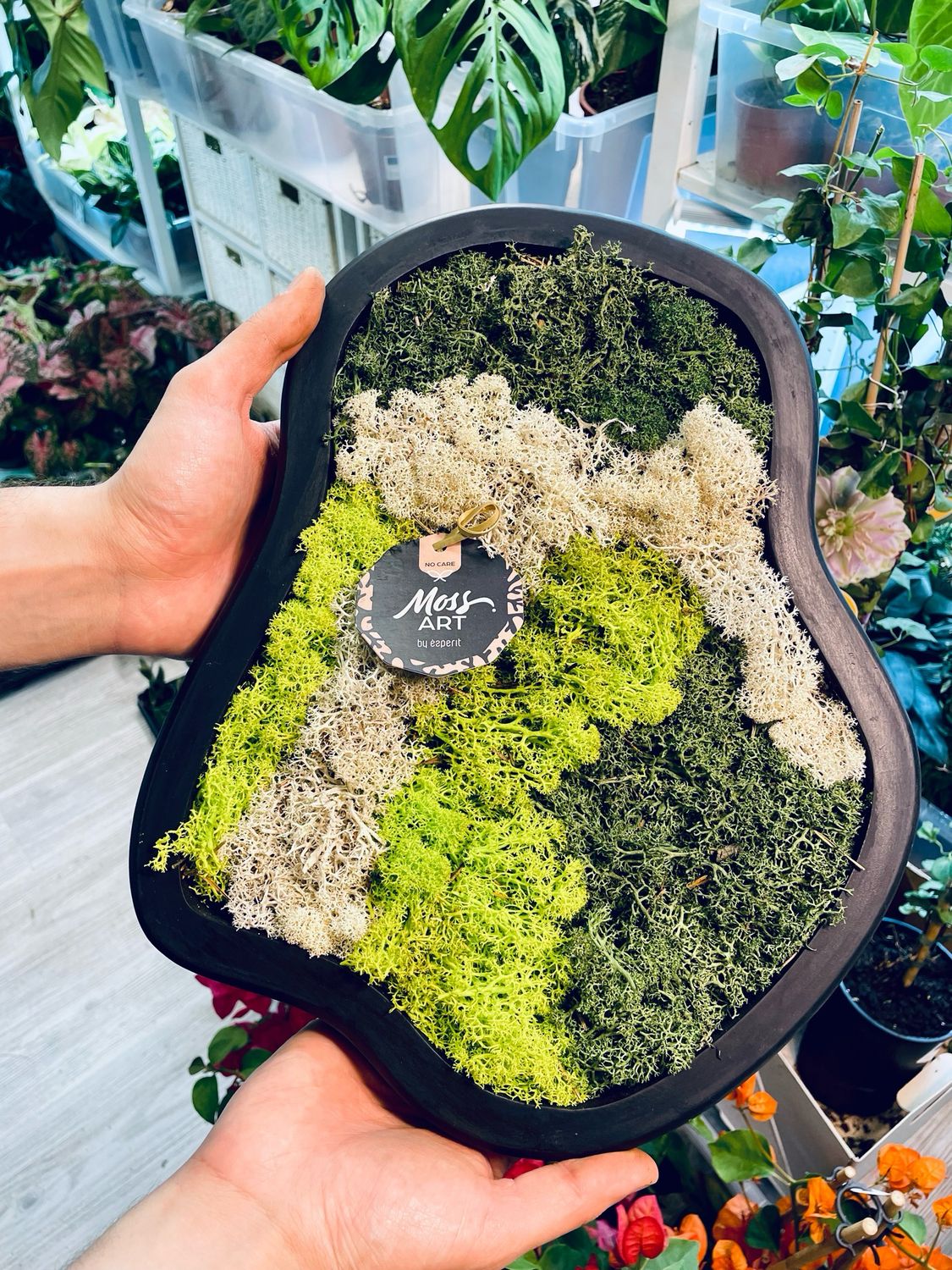 Living picture (stabilized moss/lichen) natural L 36/30cm