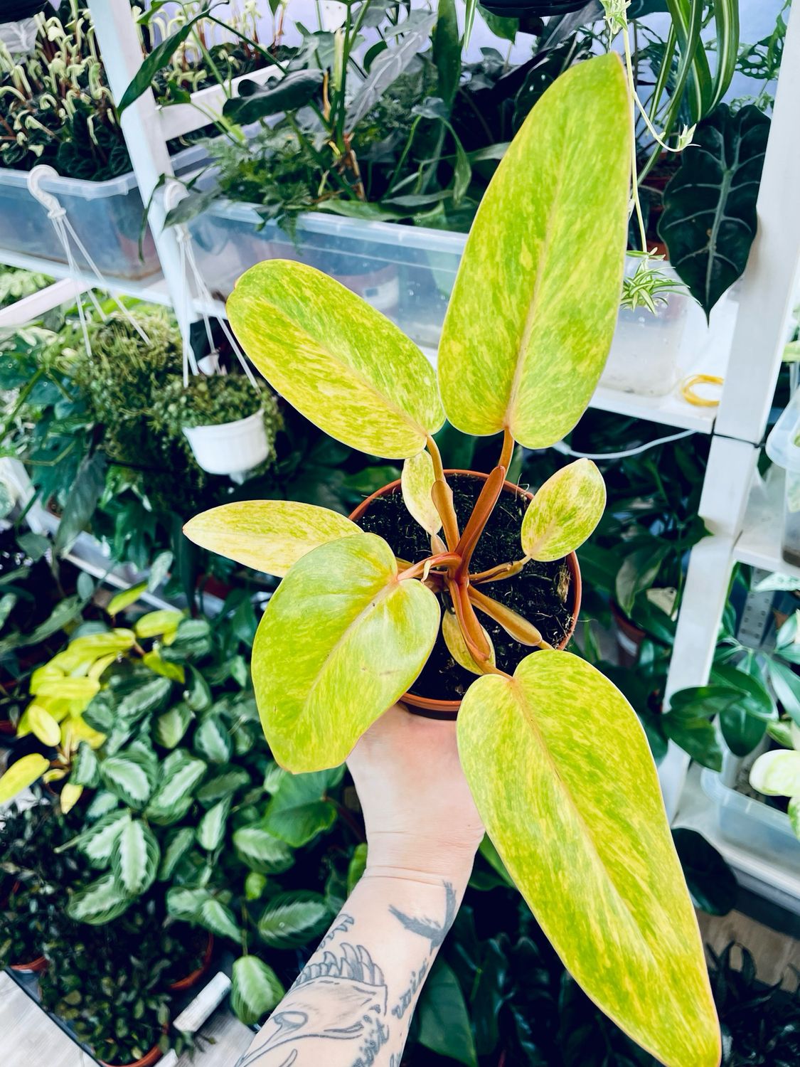 philodendron painted Philodendron Painted Lady pot 12cm – PLANTMANIA