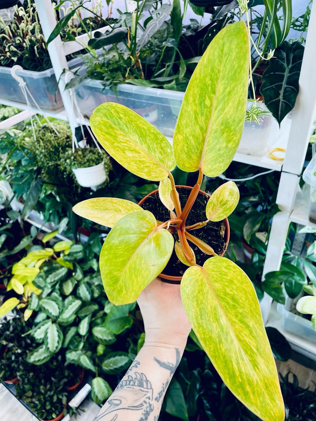 Philodendron Painted Lady fi12