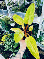 Philodendron Painted Lady fi12