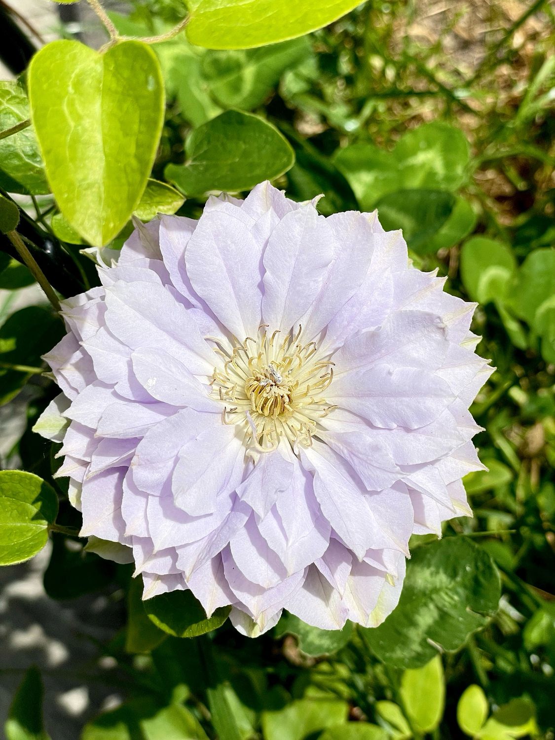 Clematis Ruriokoshi fi17