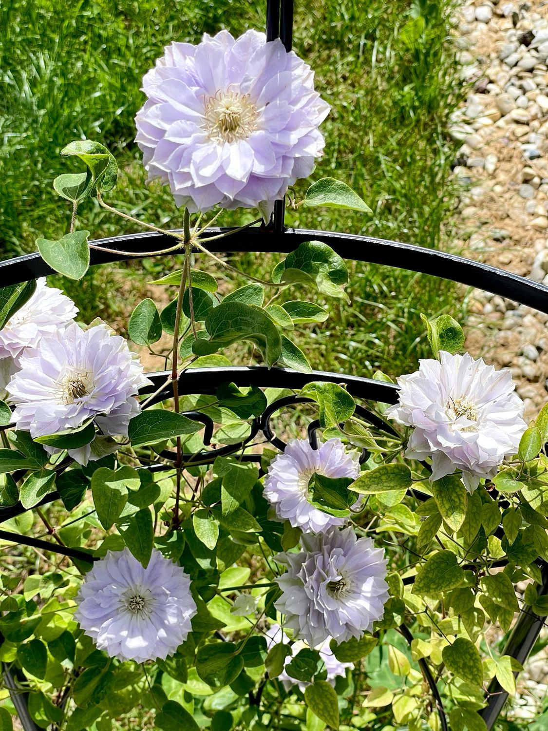 Clematis Ruriokoshi fi17