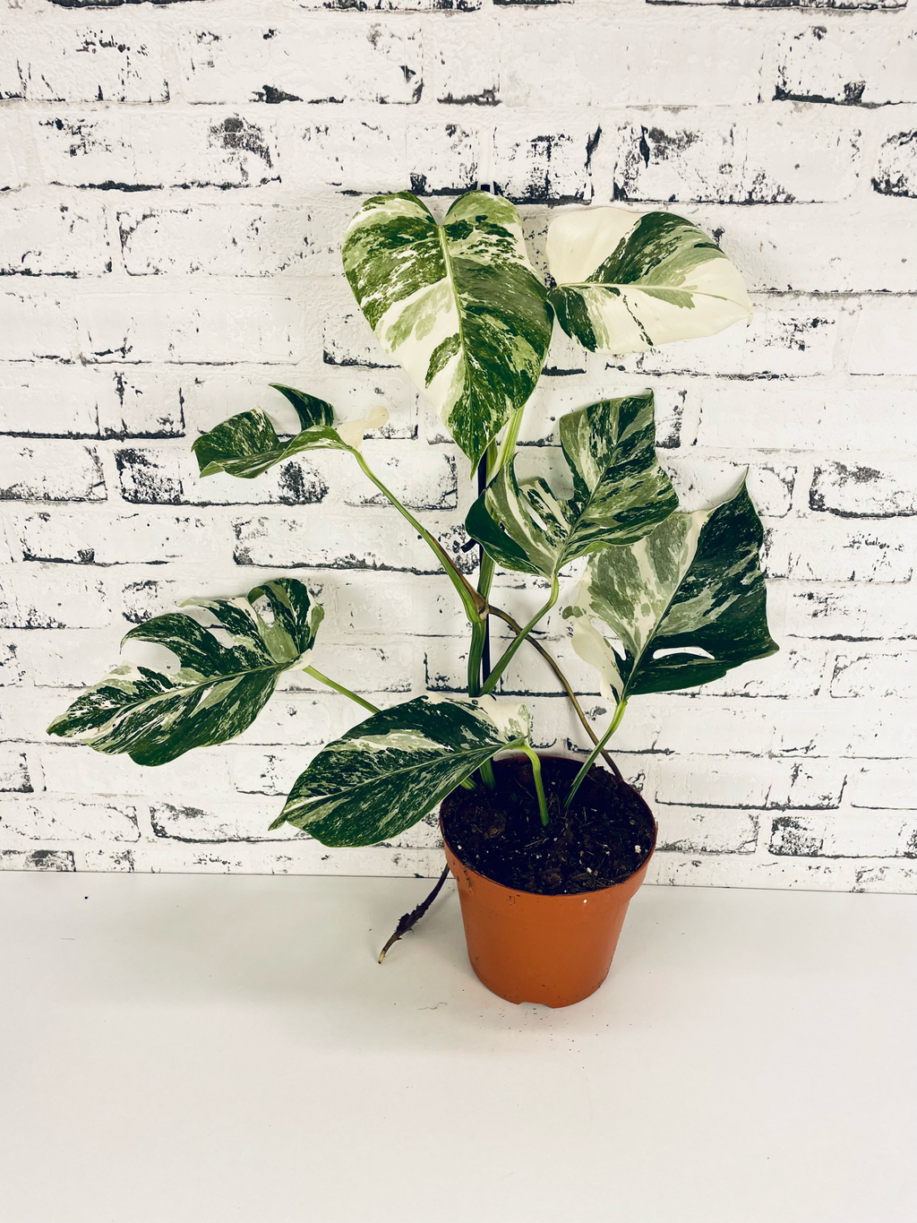 Monstera Deliciosa Albo Variegata fi17