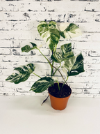 Monstera Deliciosa Albo Variegata fi17