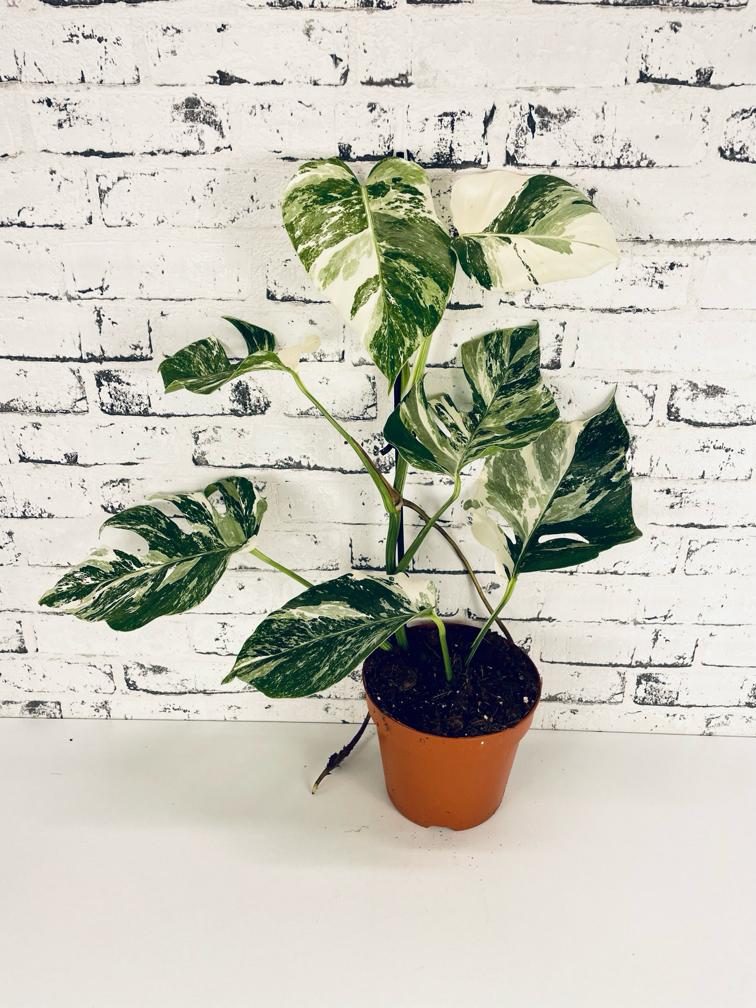 Monstera Deliciosa Albo Variegata fi17