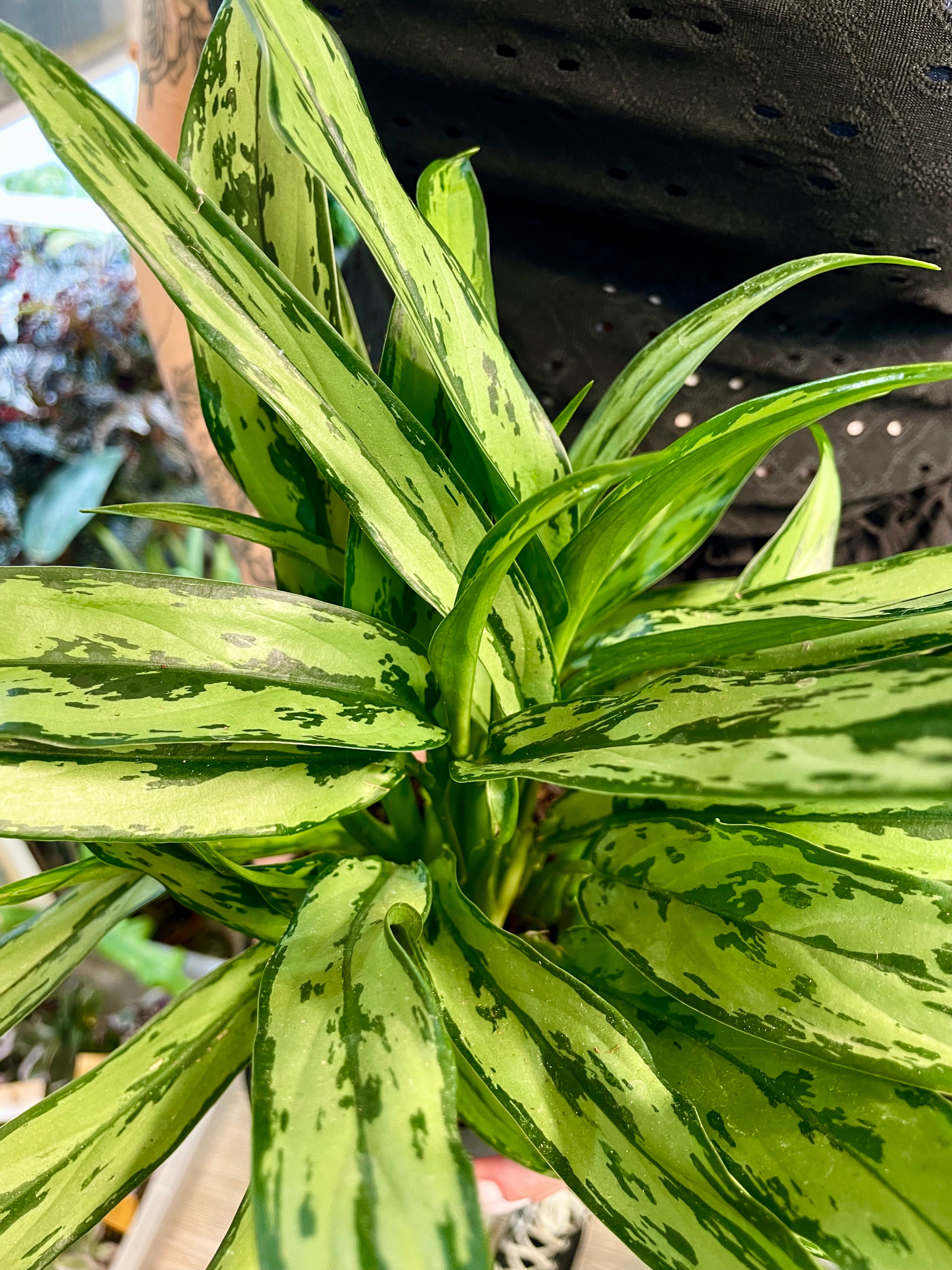 Aglaonema Cutlass fi12