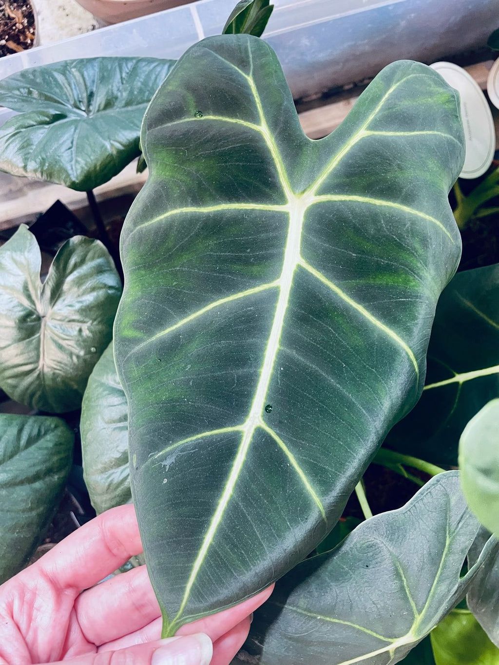 Alocasia Micholitziana Green Velvet (Frydek) 12cm pot