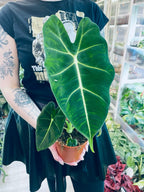 Alocasia Micholitziana Green Velvet (Frydek) 12cm pot