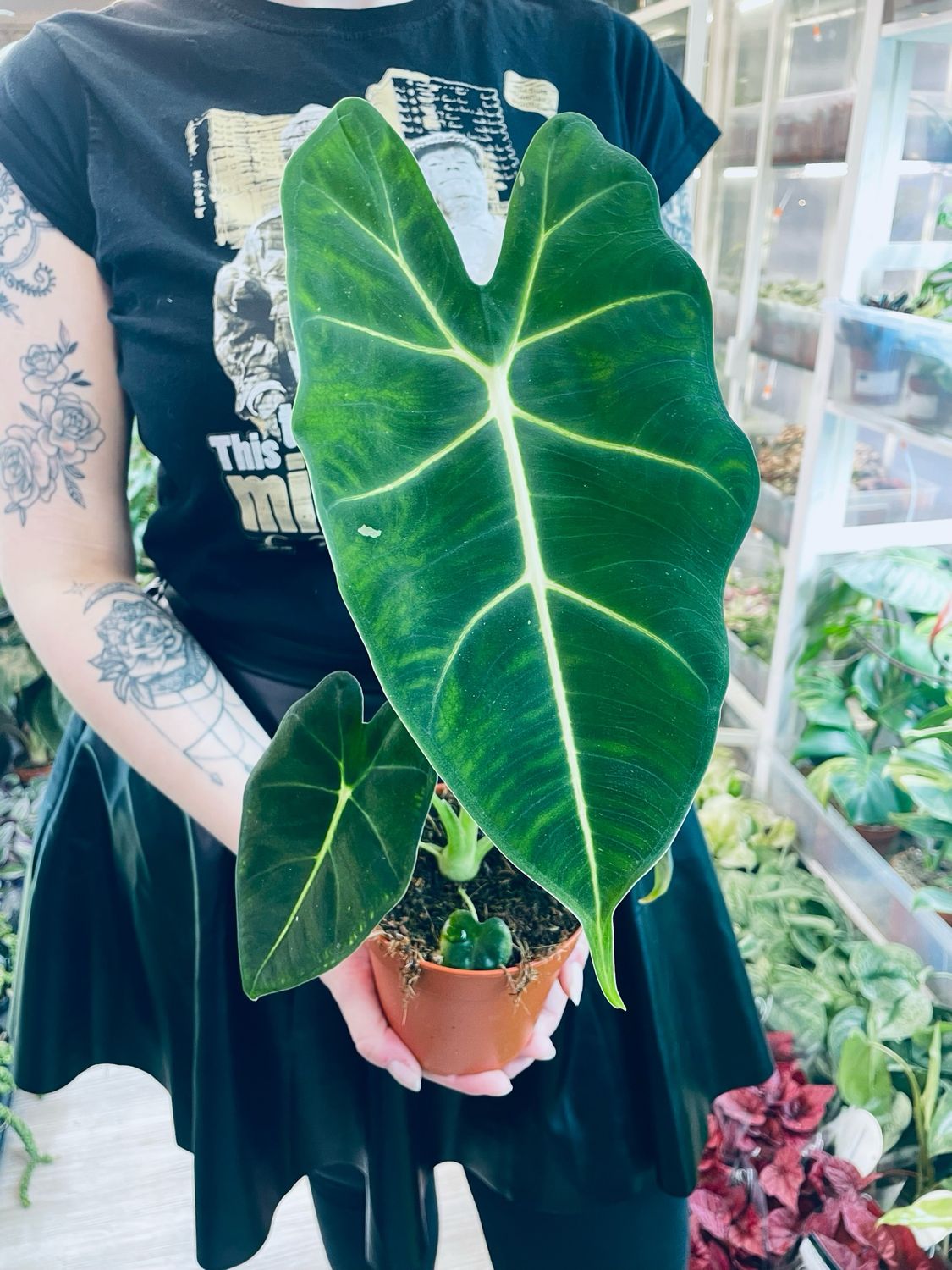 Alocasia Micholitziana Green Velvet (Frydek) 12cm pot