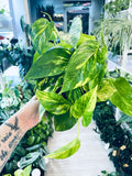 Epipremnum aureum Hicolor 12cm pot