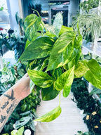 Epipremnum aureum Hicolor 12cm pot