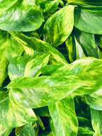 Epipremnum aureum Hicolor 12cm pot