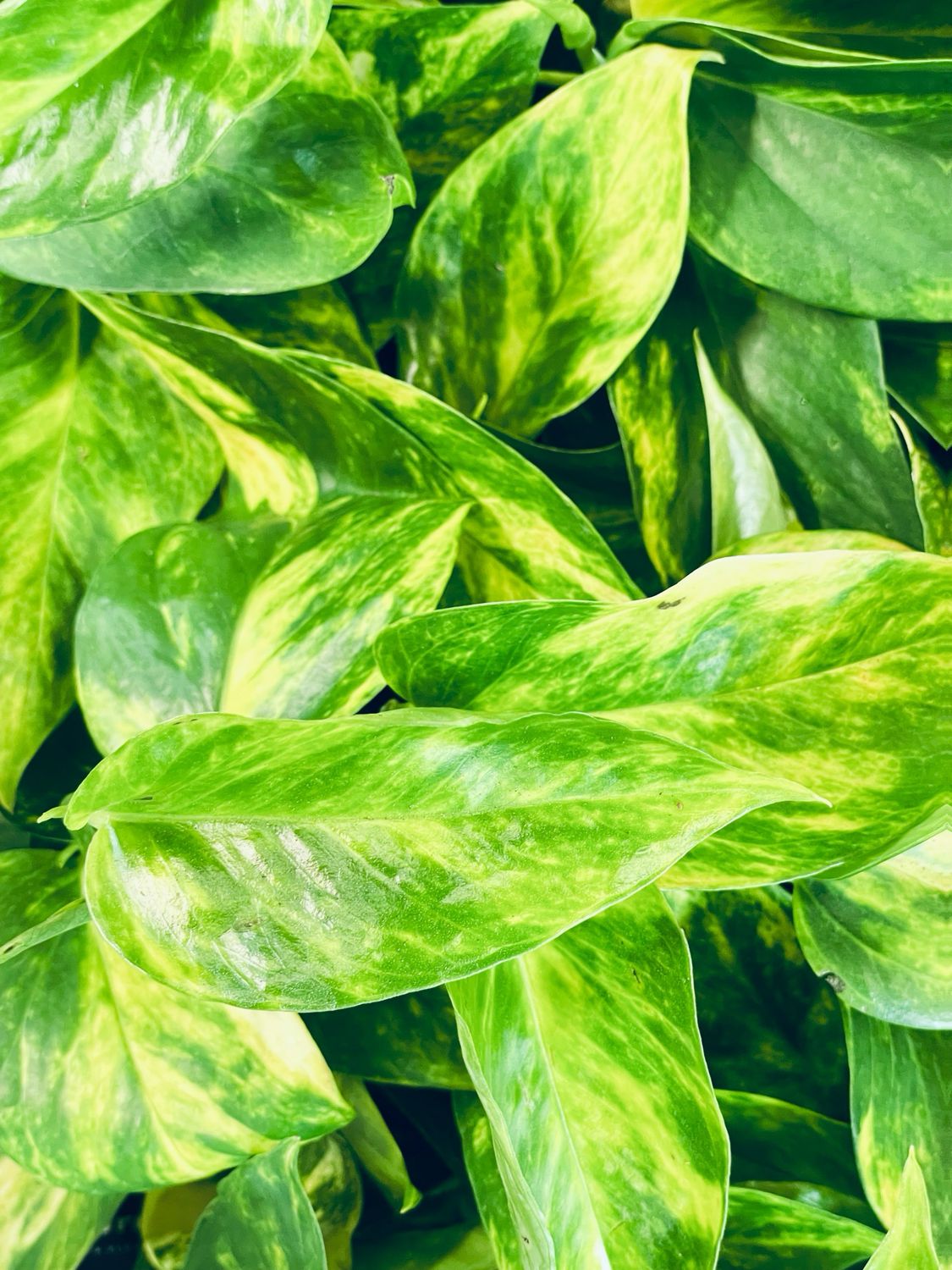 Epipremnum aureum Hicolor 12cm pot