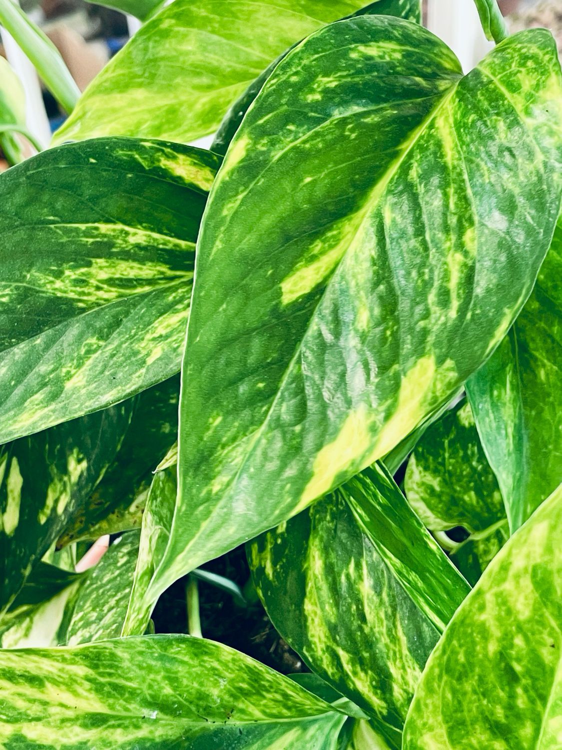 Epipremnum aureum Hicolor 12cm pot