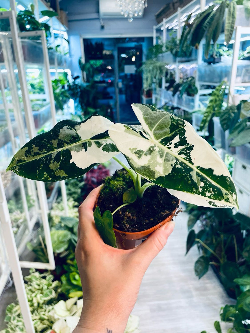 Alocasia Frydek Variegata fi18