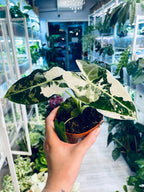 Alocasia Frydek Variegata fi18