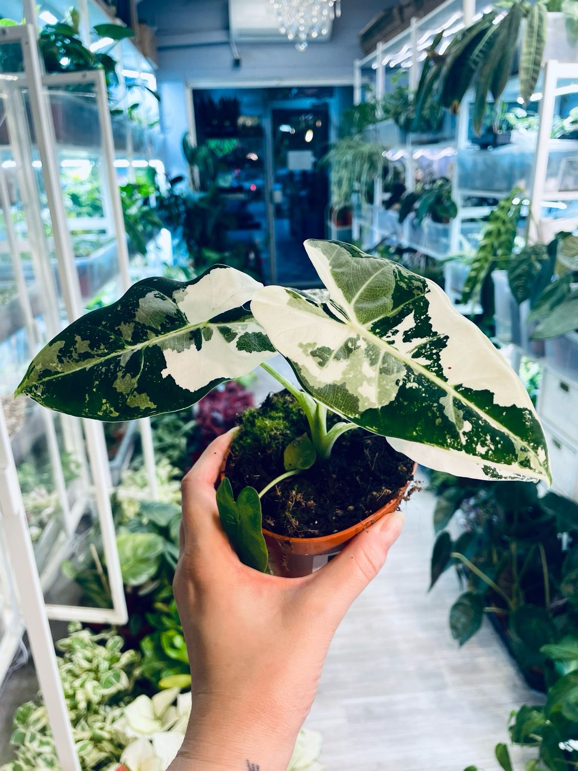 Alocasia Frydek Variegata fi18