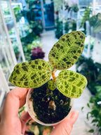 Macodes Petola Jewel Orchid