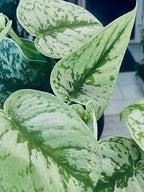 Scindapsus pictus Trebie fi12