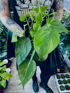Philodendron Scandens fi12