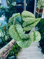 Scindapsus pictus Trebie fi12