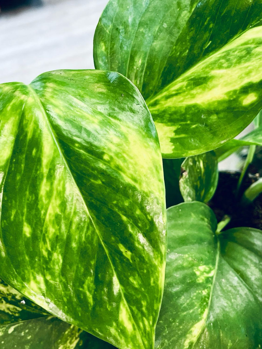 Epipremnum Aureum 'Golden Pothos' (Golden Pothos) fi12
