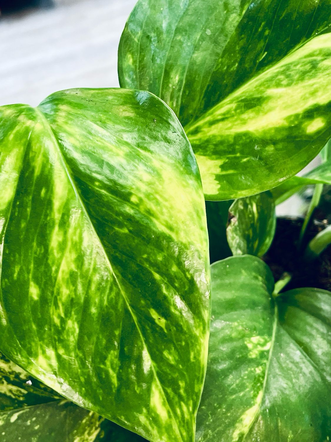 Epipremnum Aureum 'Golden Pothos' (Golden Pothos) fi12