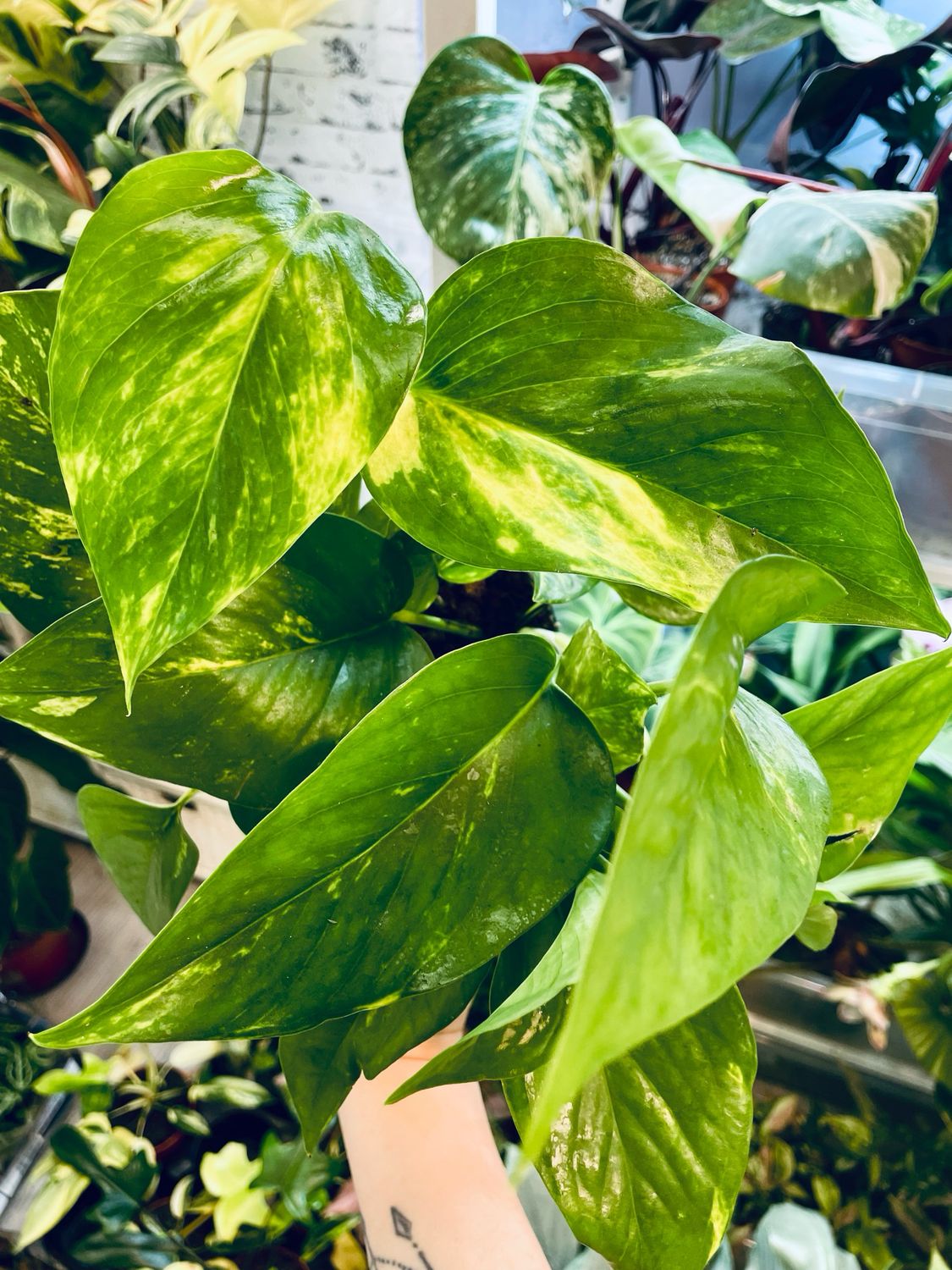 Epipremnum Aureum 'Golden Pothos' (Zlatni Puzavac) fi12