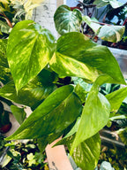 Epipremnum Aureum 'Golden Pothos' (Golden Pothos) fi12