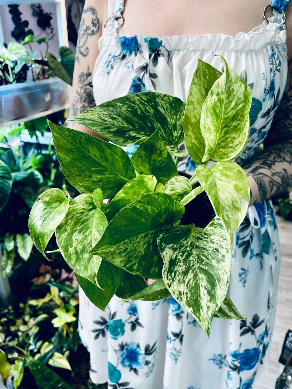 Epipremnum Aureum 'Marble Queen' pot 12cm